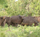 LA RESERVE PARTIELLE DE FAUNE