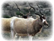 addax