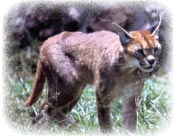 caracal