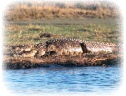 crocodile