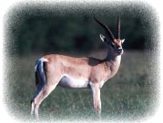 gazelle_grant_male