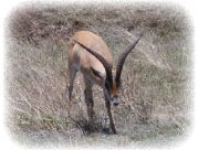 gazelle_roberts_male