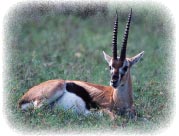 gazelle_thomson