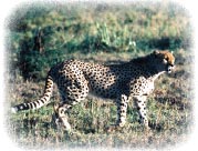 guepard