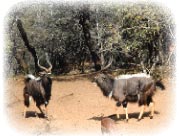 nyala_plaine