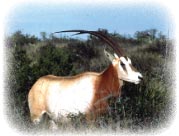 oryx_algazelle