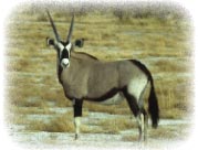 oryx_gemsbok