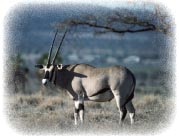 oryx_oreille_frangee