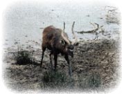 sitatunga