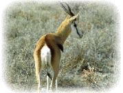 springbok