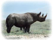 rhinocros noir